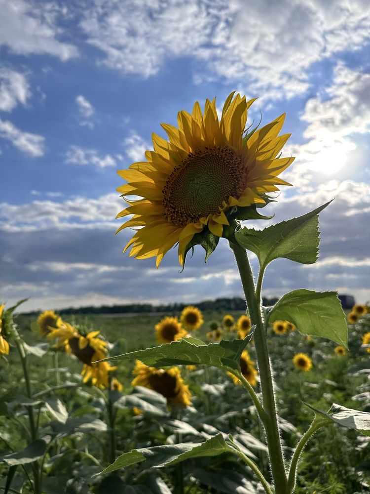 Photograph by Юлия