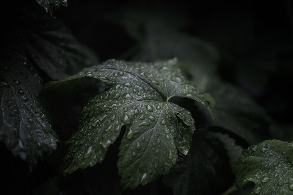 Photograph by Кристина Гус