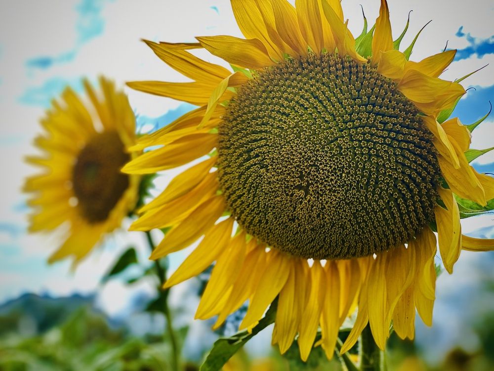 Photograph by Marchenkov Sergey