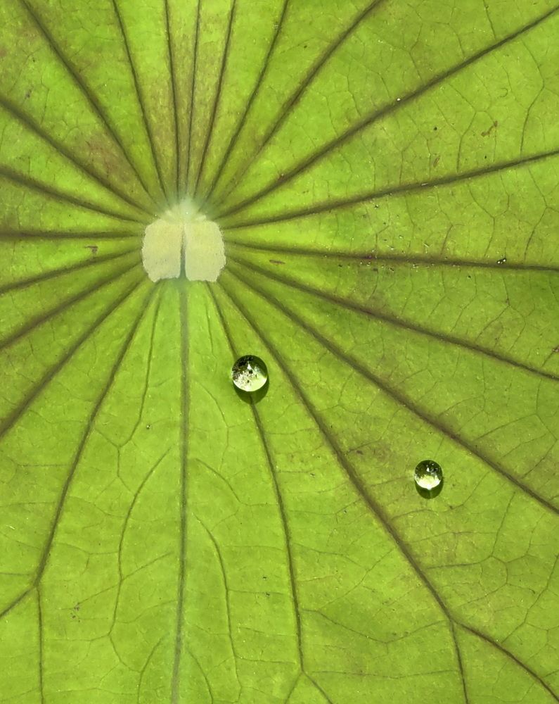 Photograph by Кристина Феминова