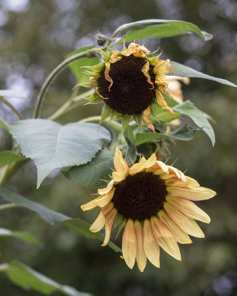 Фотография автора Uljana Kuchar