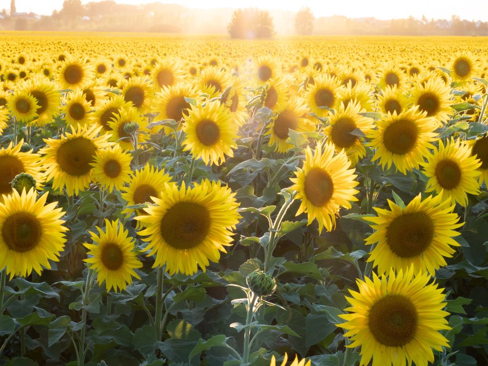 Photograph by Львов Алексей