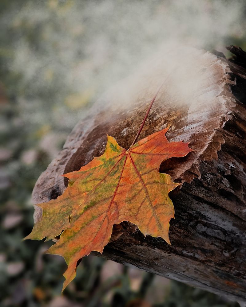 Осеннее утро