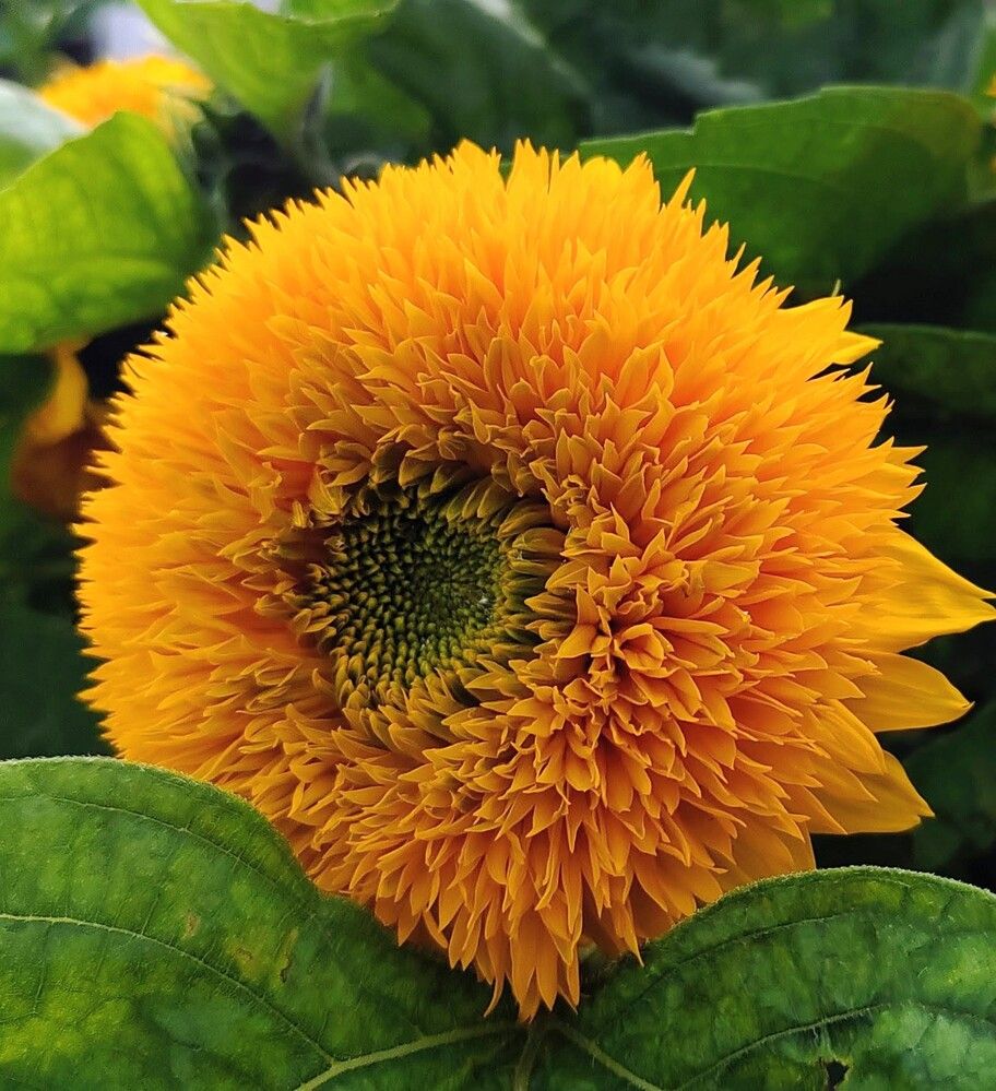 Photograph by Ольга Рыбина