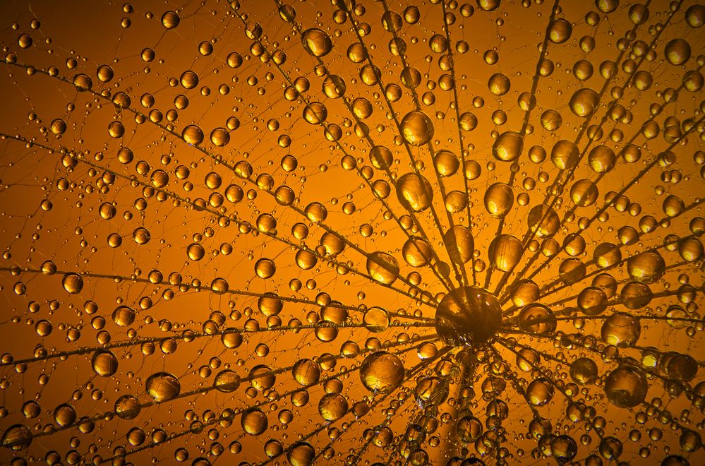 Photograph by Boris Bekelman