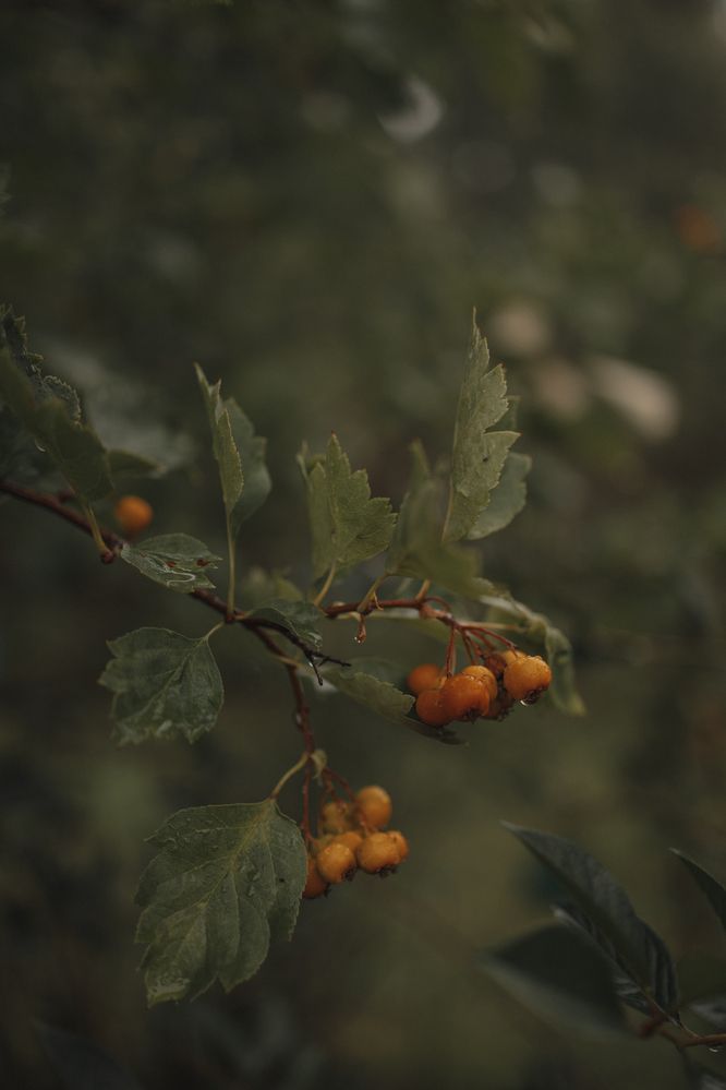 Photograph by Бальзирова Наталья