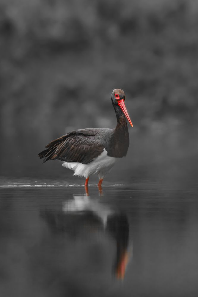 Photograph by Ernestas Balcikonis