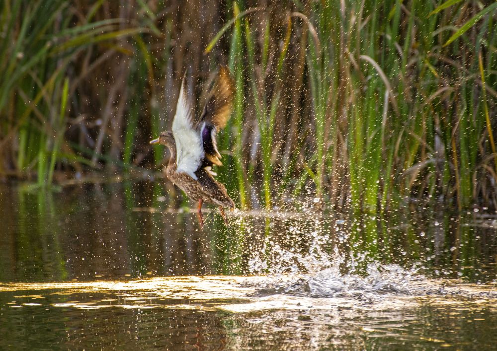 Photograph by Алексей Сиваков