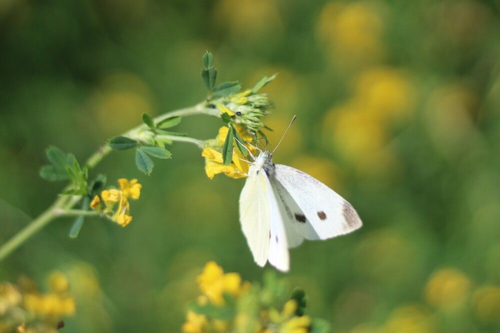 Photograph by Наталья Резванова
