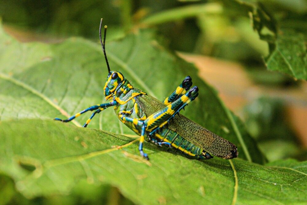 Soldado Brasileirinho