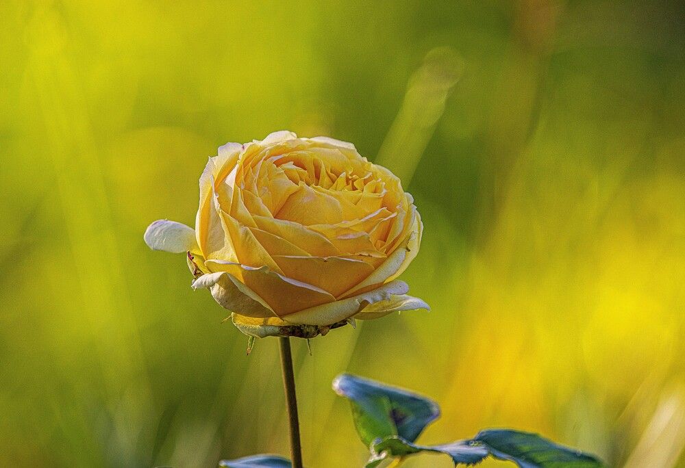 Photograph by Алексей Сиваков