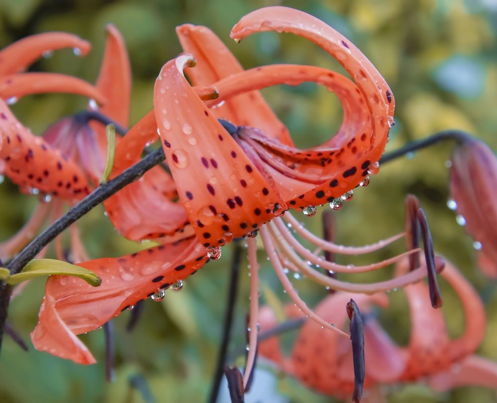 Photograph by Валентина Куренкова