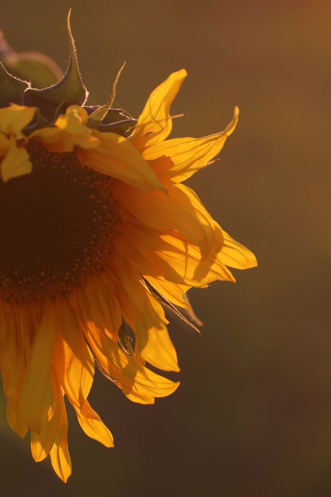 Photograph by Марианна Браун