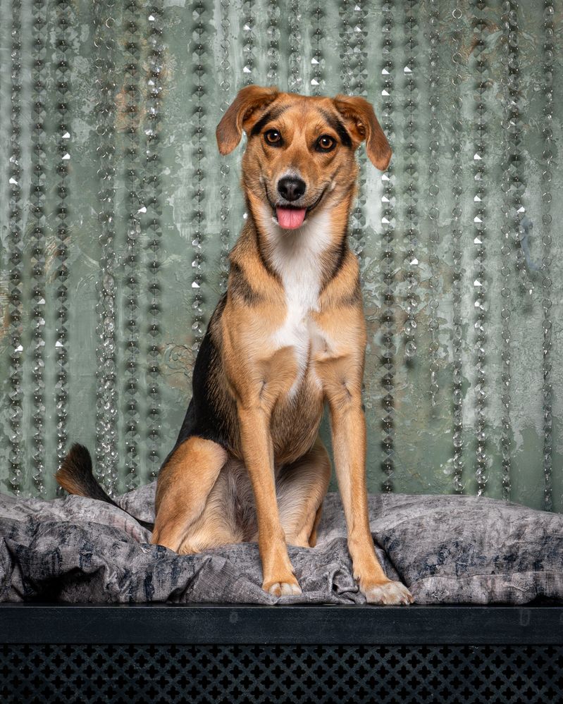 Фотография автора Krisztián Csalami