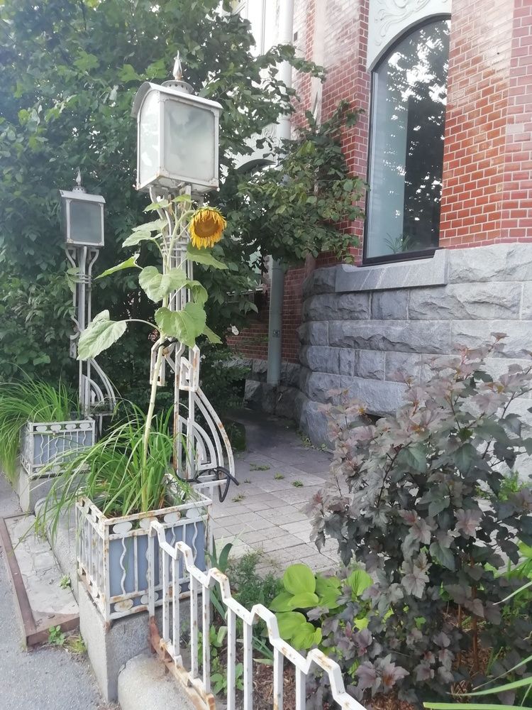 Городские цветы