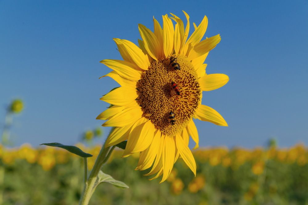 Сообразим на троих...