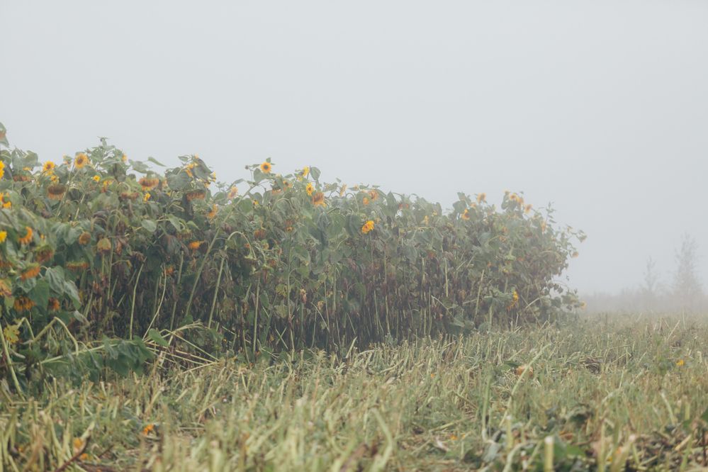 Photograph by Марина Левицкая