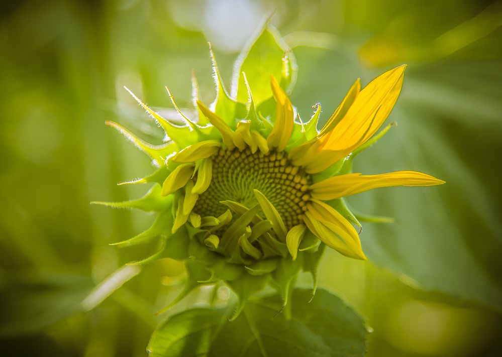 Photograph by Riahi Hosein