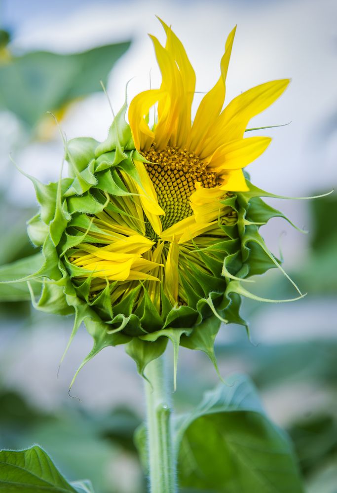 Photograph by Riahi Hosein