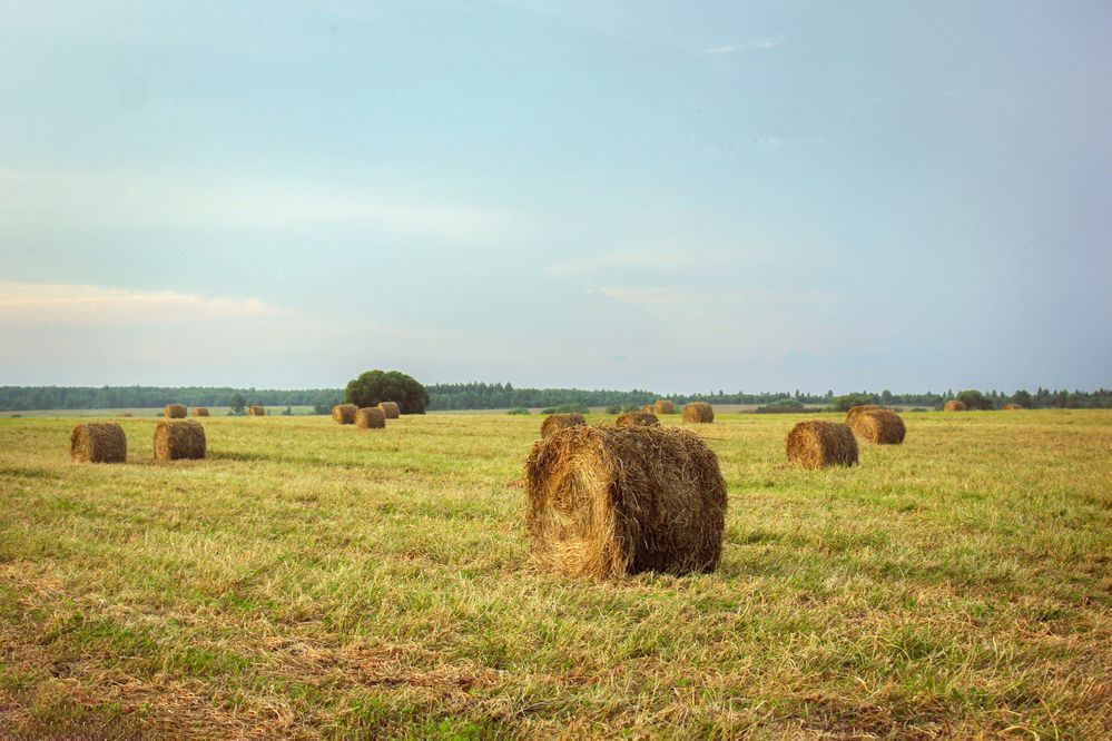 Photograph by Елена Беланенко