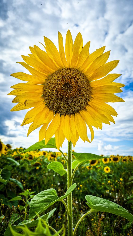 Photograph by Елена Лындаева