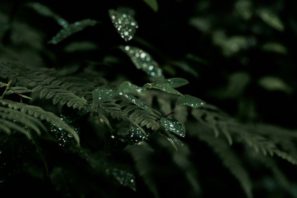 Photograph by ARTEM AFANACEV