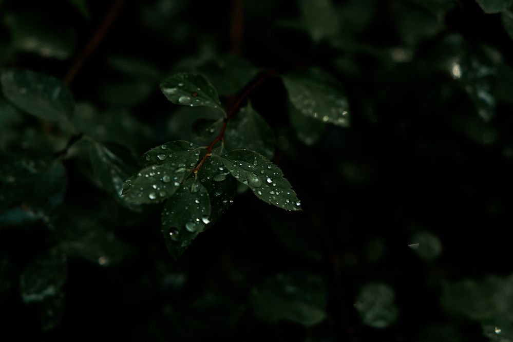 Photograph by ARTEM AFANACEV