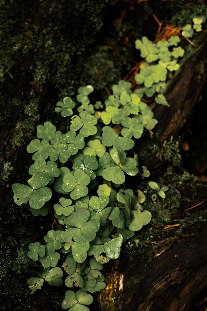 Photograph by ARTEM AFANACEV