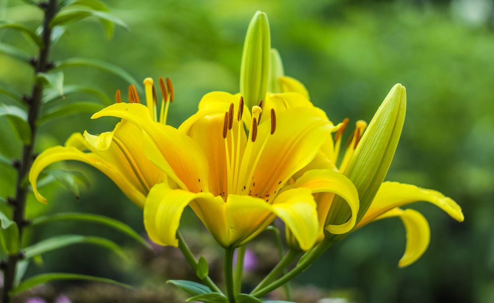 Yellow Lily in the garden in summer