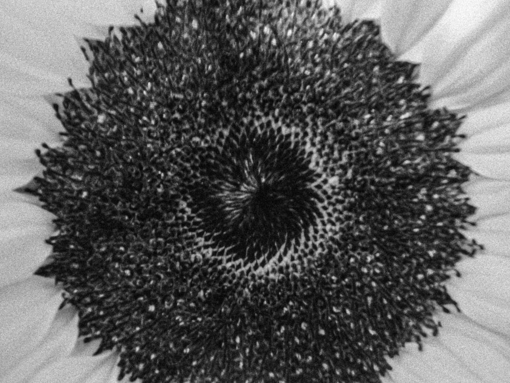 Photograph by Елена Чулюнина