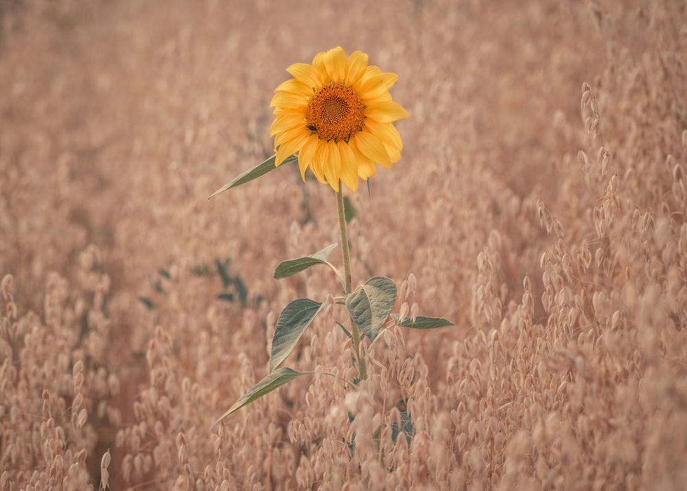 Photograph by Тамара Вотинцева