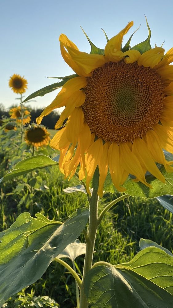 Photograph by Анна Кулакова