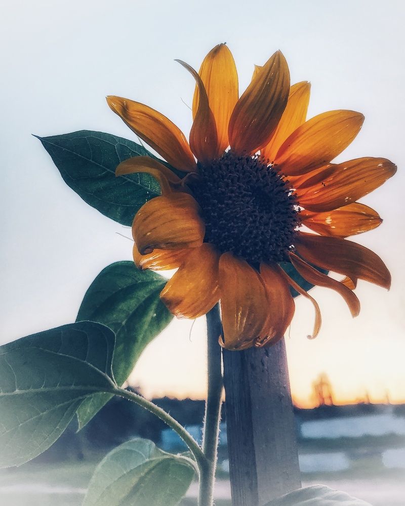 Photograph by Александра Кропивка