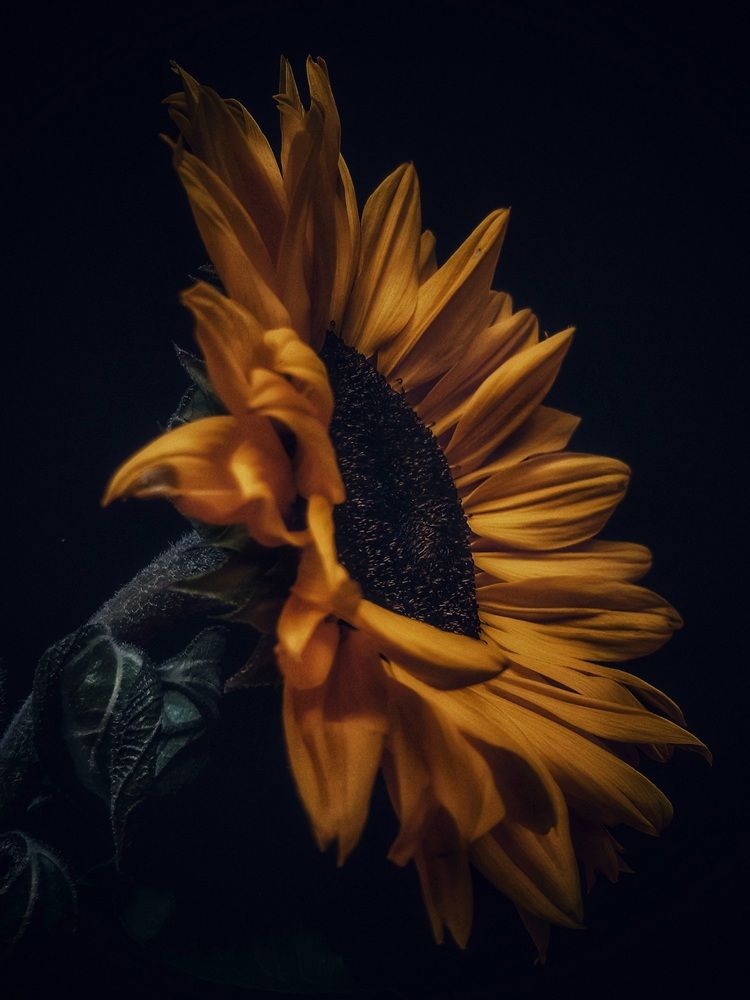 Photograph by Александра Кропивка