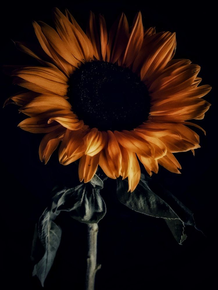 Photograph by Александра Кропивка