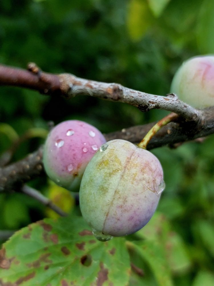 Photograph by Светлана Филина