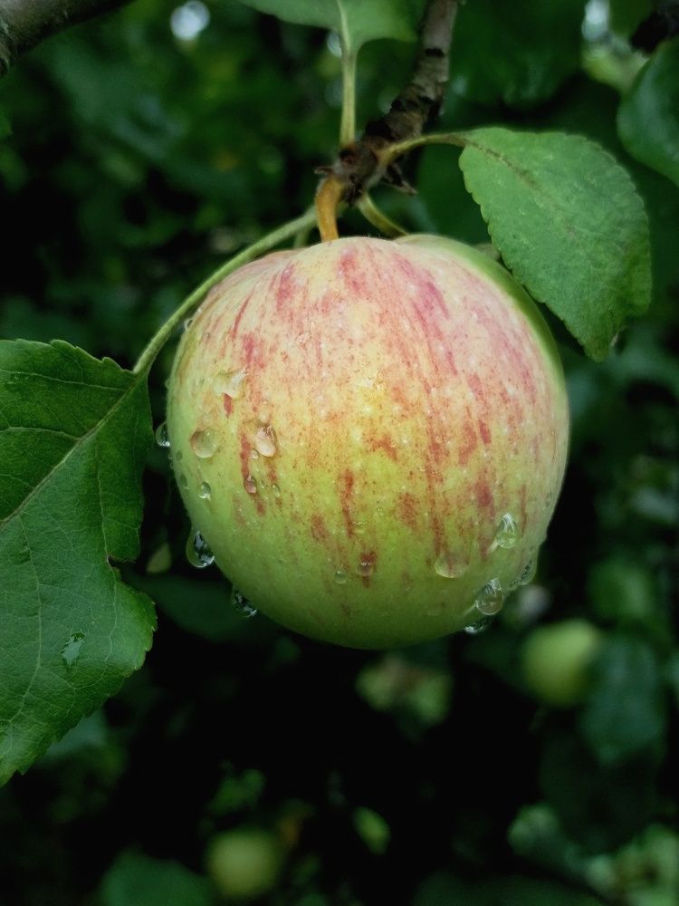 Photograph by Светлана Филина