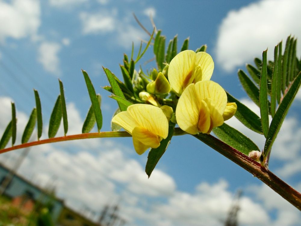 Цветок - Vicia grandiflora