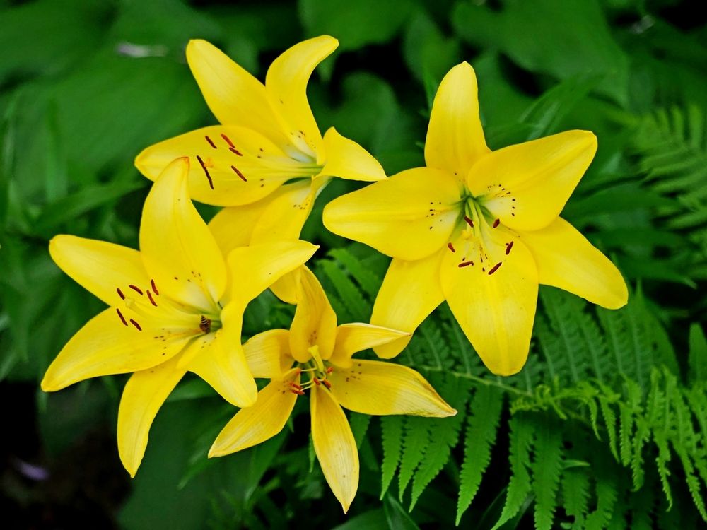 Жёлтый лилейник