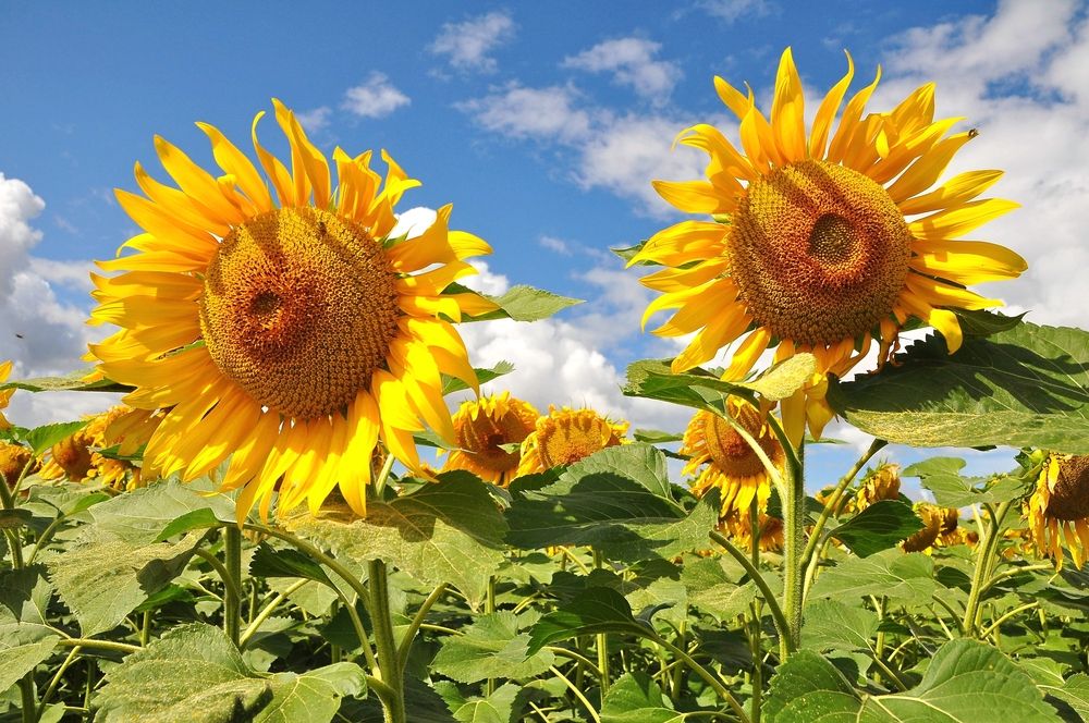 Фотография автора Зыбин Владимир