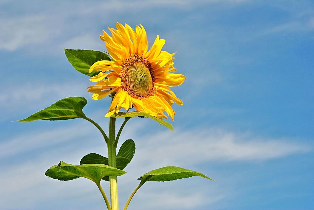 Фотография автора Зыбин Владимир
