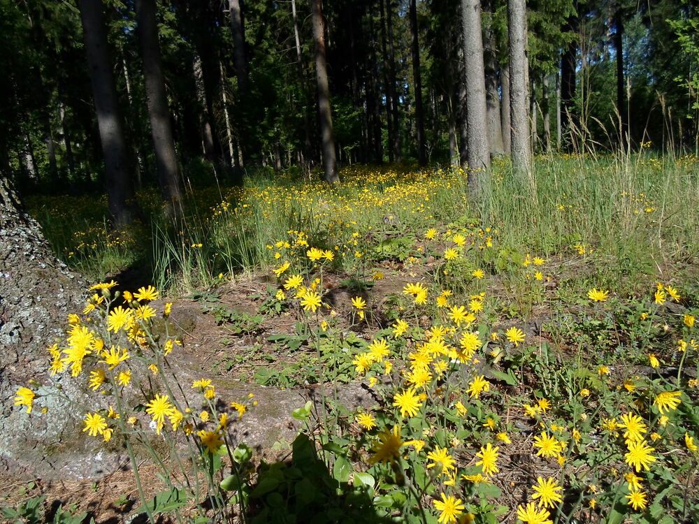 Photograph by Михаил Сербаев