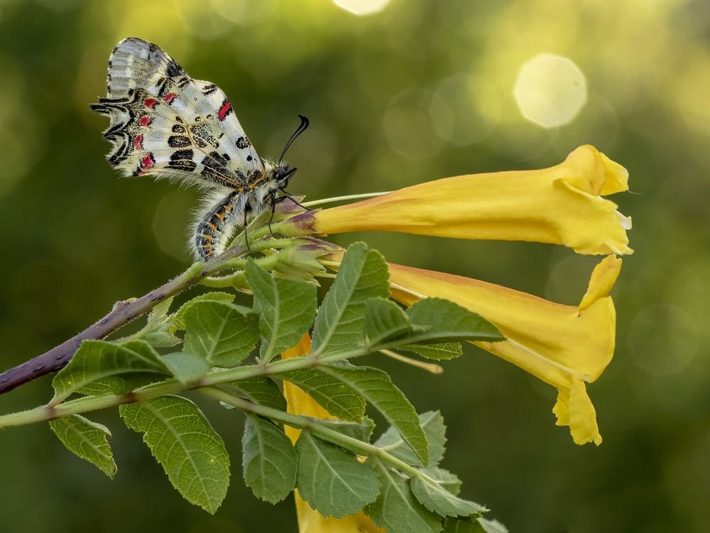 Фотография автора Илан Грабоис