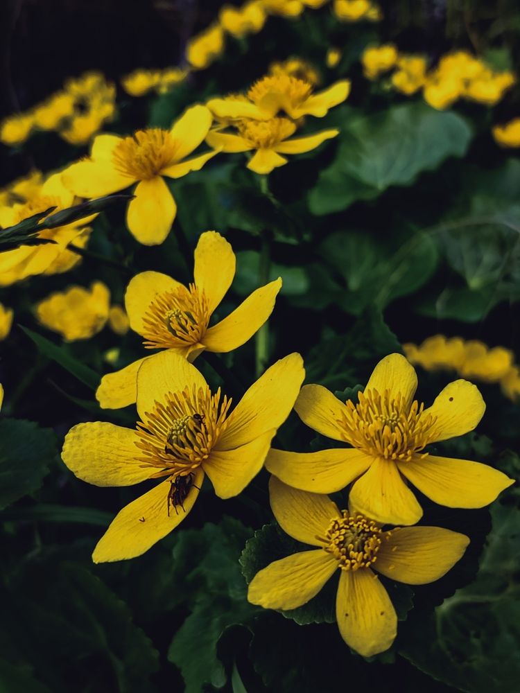 Photograph by Алёна Пшеленская