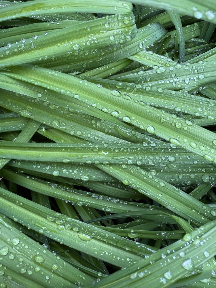 Photograph by Анастасия Германова