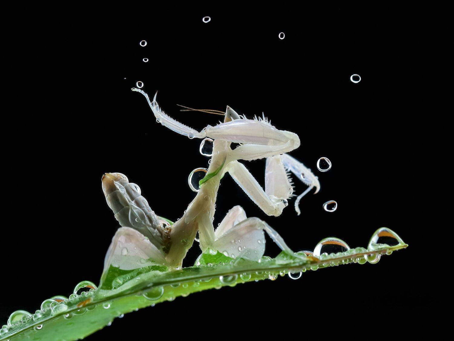 Фотография #12602210