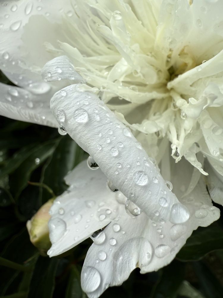 Photograph by Анастасия Германова