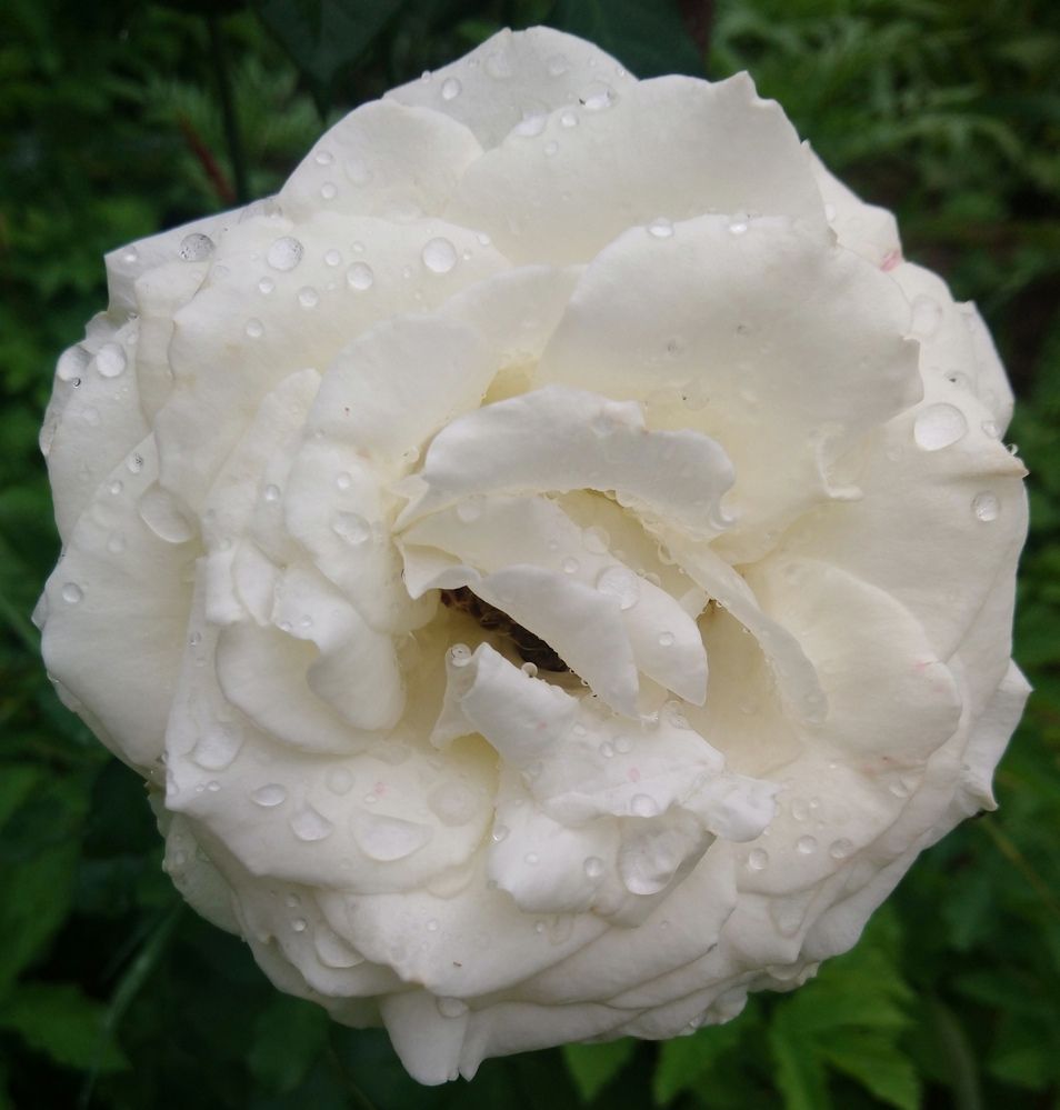 Photograph by Михаил Сербаев