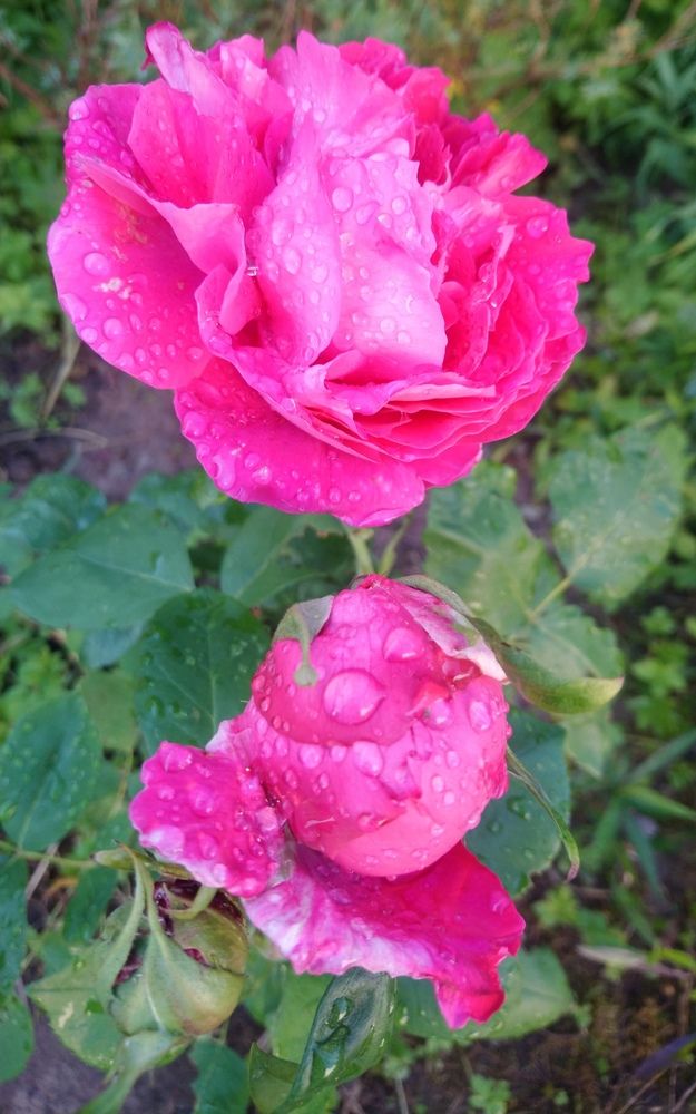 Photograph by Михаил Сербаев