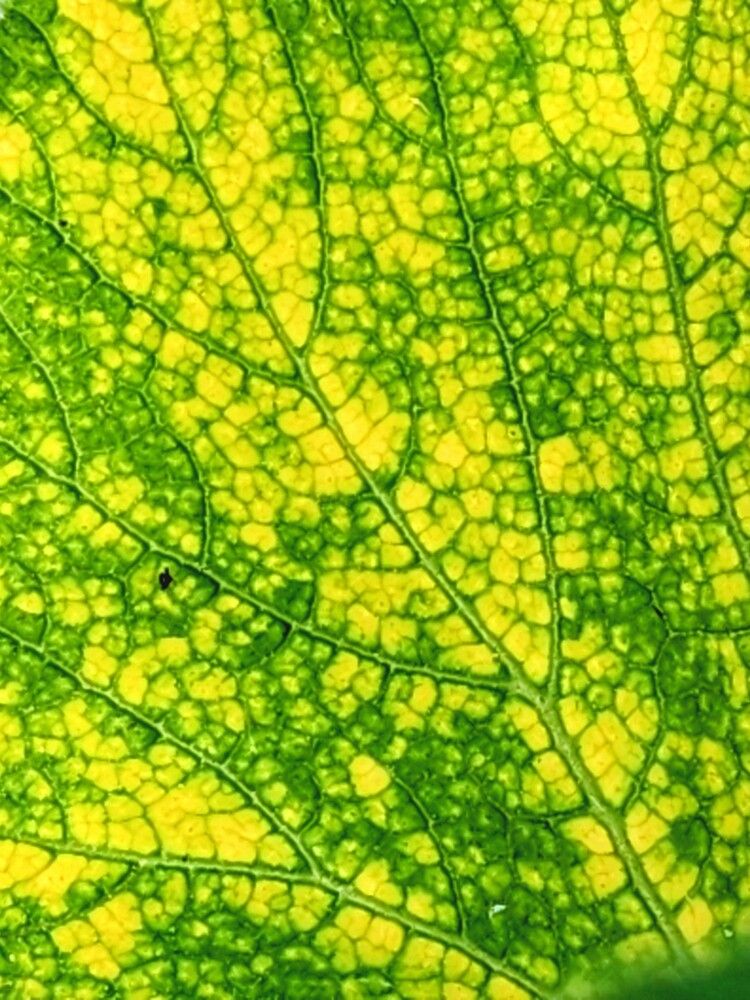 Photograph by Надежда Кудрявцева